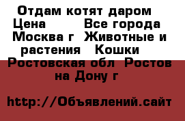 Отдам котят даром › Цена ­ 10 - Все города, Москва г. Животные и растения » Кошки   . Ростовская обл.,Ростов-на-Дону г.